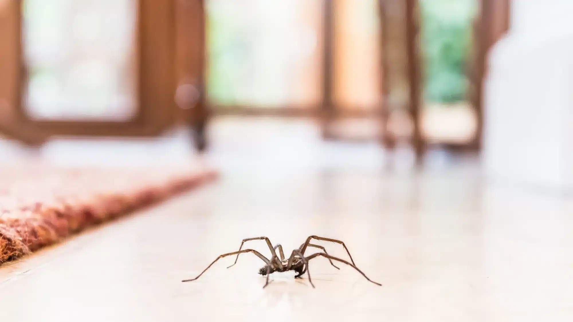 araignées cet ingrédient à 40 centimes que tout le monde a chez soi est un répulsif naturel super efficace